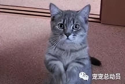 猫咪临终前会做的几件事看完后哭了