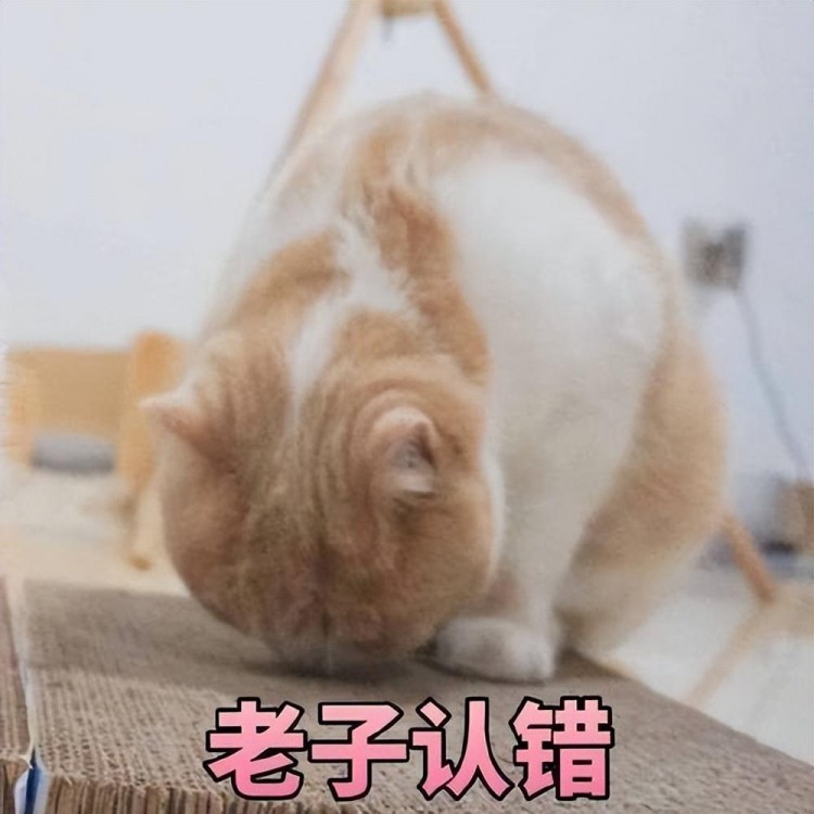 橘猫这几个行为是在认错别傻傻不懂