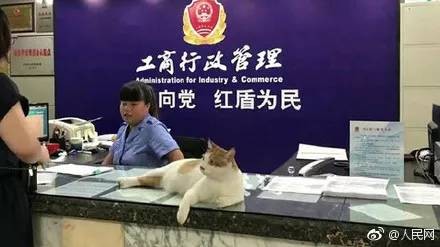 流浪猫小黄，因擅长捕鼠，升职加薪，成为“公务猫”！