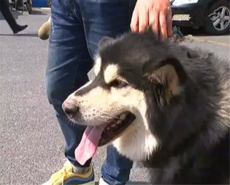 金毛跑去警察局寻主人吃空警犬零食还怪狗粮难吃遭警犬嫌弃！