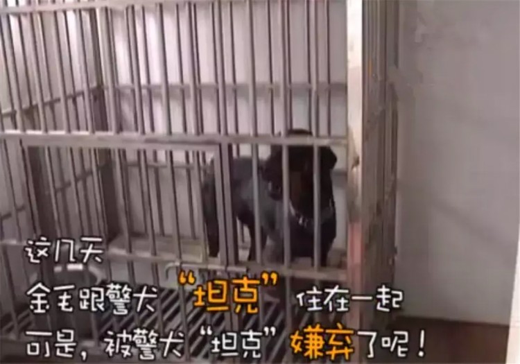 金毛跑去警察局寻主人吃空警犬零食还怪狗粮难吃遭警犬嫌弃！