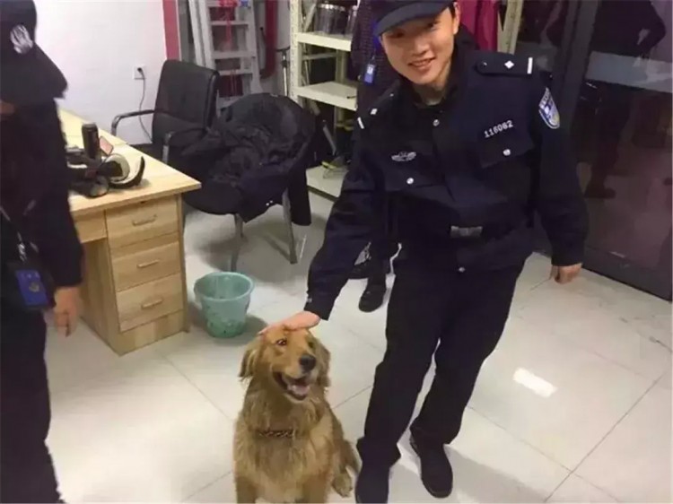 金毛跑去警察局寻主人吃空警犬零食还怪狗粮难吃遭警犬嫌弃！