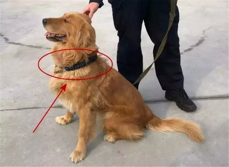 金毛跑去警察局寻主人吃空警犬零食还怪狗粮难吃遭警犬嫌弃！