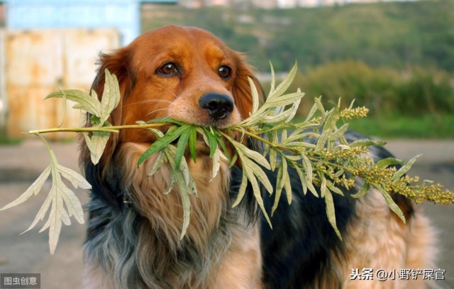 宠物的生命大部分都很短既然选择饲养它就要对它负责！