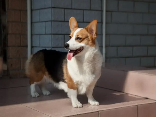 饲养柯基犬一定要注意这几点别怪我没提醒你