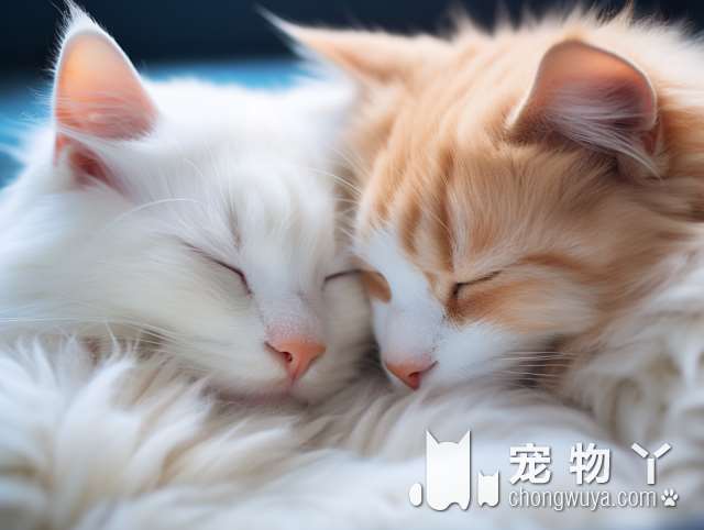 北京MY PET STORE宠集：最适合养猫的店铺?